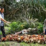 Plasma programs and independent smallholders