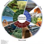 Biodiversity conservation in concessions