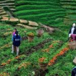 Occupational safety in plantations